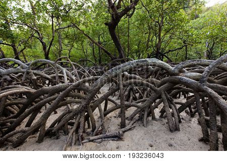 Mangrove trees forest with huge roots growing on the Ko Surin island shore, Thailand