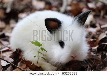 A Baby Lionhead Rabbit Sitting on Brown Leaves by a Twig of Green Leaves