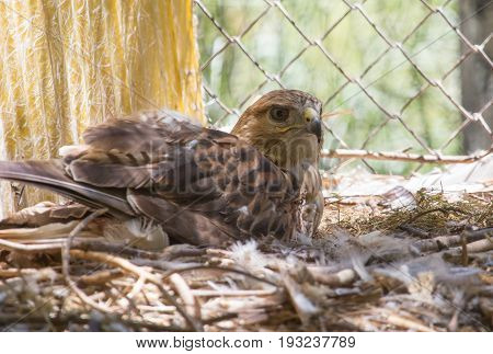 eagle in a park on the nature .