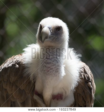 Portrait of a vulture in a zoo