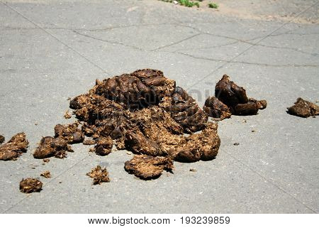 Horse manure on gray asphalt. Horse excrement. Dung