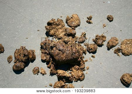 Horse manure on gray asphalt. Horse excrement. Dung