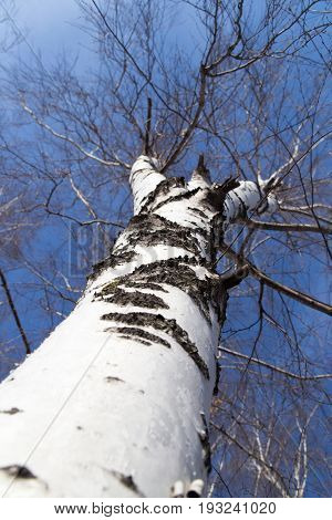 birch against the blue sky . A photo