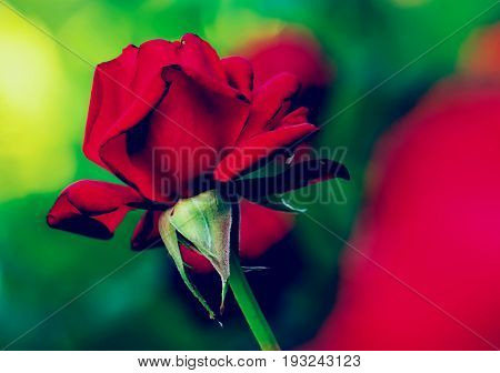 Longstemmed Red Rose On The Branch In A Garden