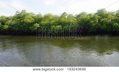 Mangroves At Punta Rusia