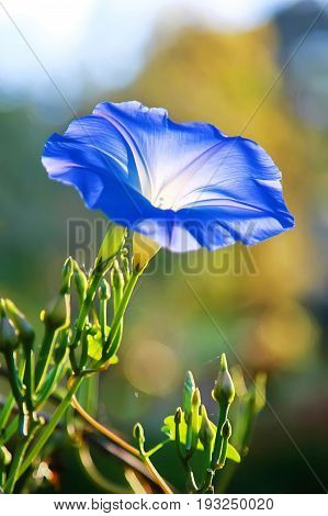 close up of a blue flower blooming on green blurred nature background