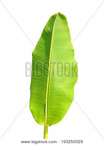 texture of green banana leaf isolated on white background