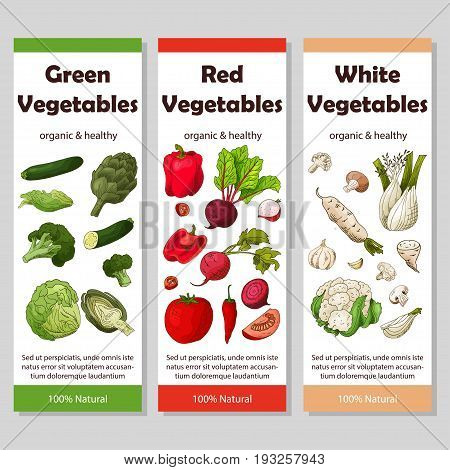 Food design with vegetable. Hand drawn sketch of beet and daikon. Organic fresh product for card or poster design for cafe, market. Colorful vector illustration