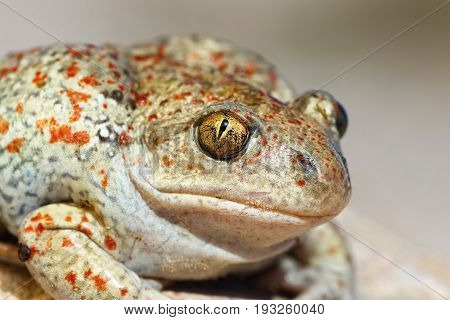 portrait of Pelobates fuscus colorful wild garlic toad macro image