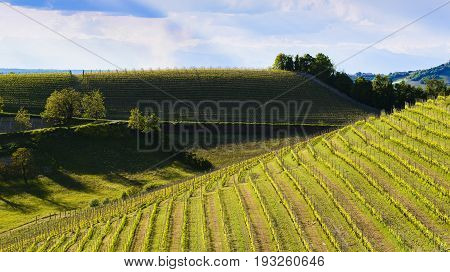 View Of The Langa Vineyards