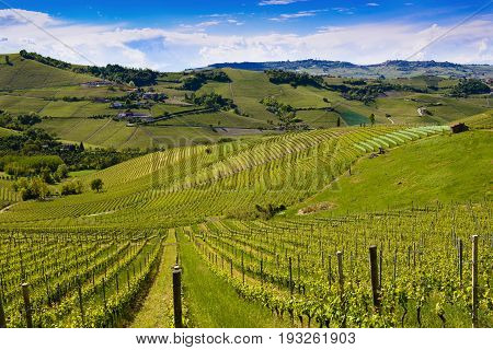 View Of The Langa Vineyards