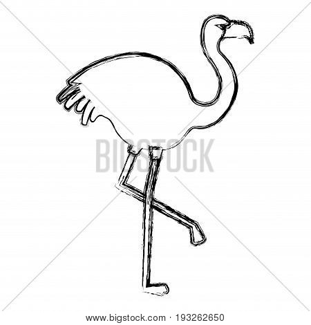 exotic flamingo tropical bird vector illustration design