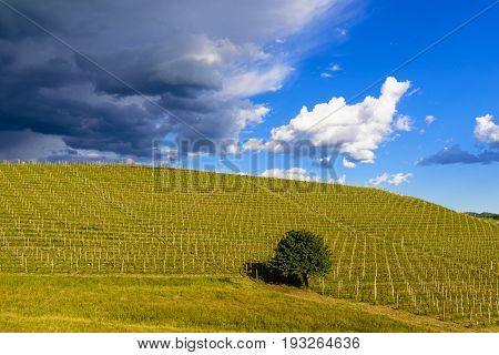 View Over The Vineyards And Langa Hills During A Thunderstorm