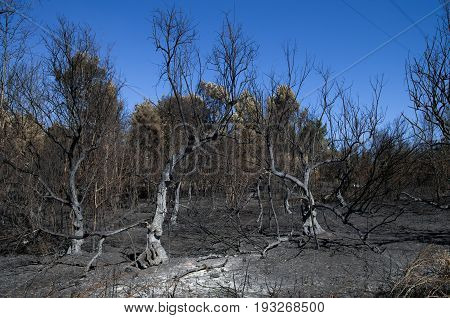 Olive Trees Burnt To The Ground In A Forest Fire - Pedrogao Grande