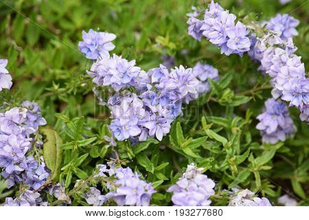 Image of a cluster of blue alpine flowers amidst green foliage