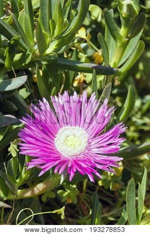 Single Pink Lampranthus flower on green background