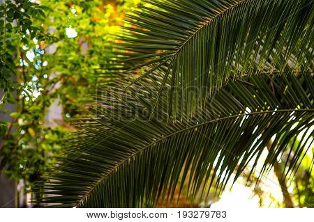 Green Giant hare's - foot, Polynesiam foot fern