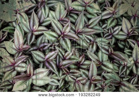 Purple and green leaves with grungy wood texture background.