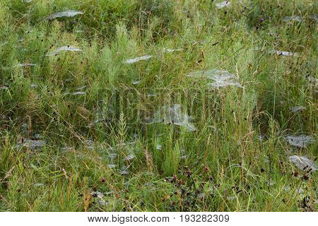 Image of an area of scrub land with whisps of spider web coated in morning dew