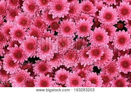 Top view of pink color chrysanthemum flowers bouquet for background.