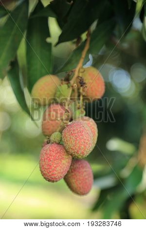 Bunch of Lychee on tree in tropical fruit garden.