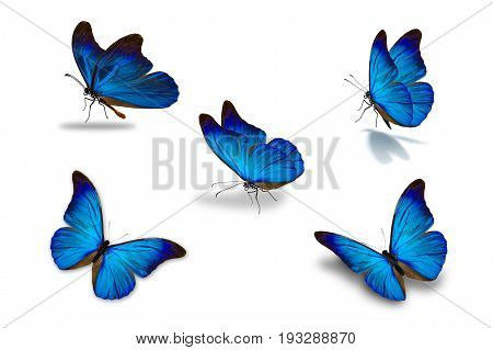 Fifth Blue Butterfly