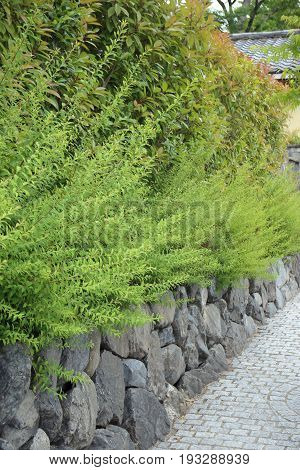 Green plant on stone wall at the side of walkway perspective.