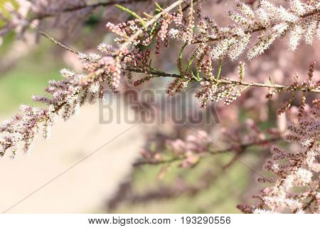 Blooming bush of Tamarix in the garden