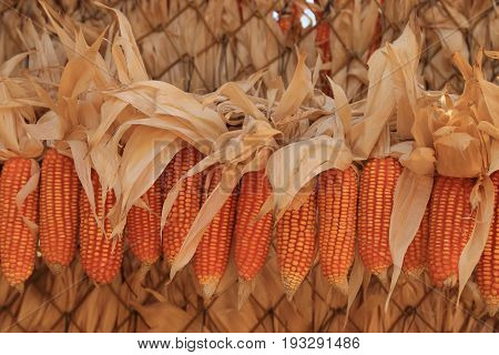 Yellow dried corns for feeding animal hanging in rows for use as background.