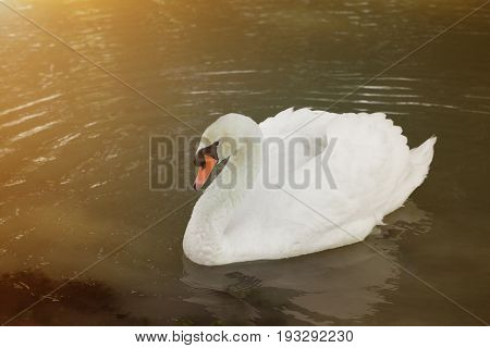 Magnificent white swan swim in nature lake.