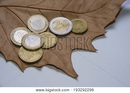 Euro coins on the dry brown maple leaf.