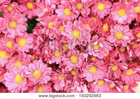 Top view of pink chrysanthemum flowers bouquet for background.