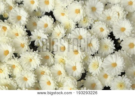 Top view of white chrysanthemum flowers bouquet for background.