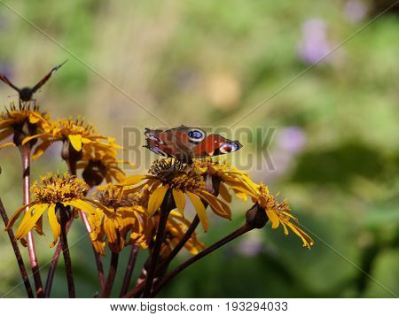 Image of a Peacock butterfly resting on a flower head