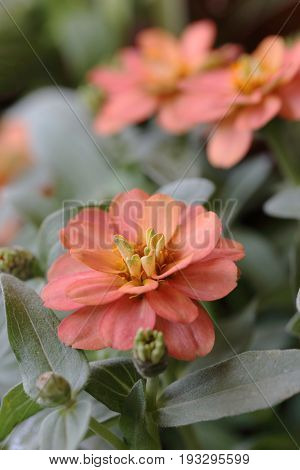 Pale orange zinnia flowers on shrub plant.