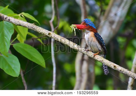 Banded Kingfisher Bird