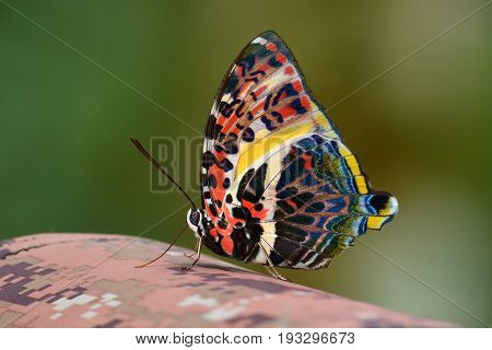 Glorious Begum Butterfly