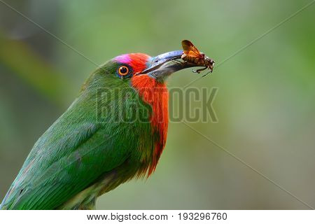 Red-bearded Bee-eater Bird
