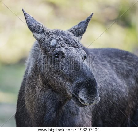 Alces alces - Moose, close up in nature