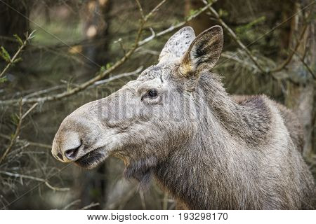 Alces alces - Moose, close up in nature