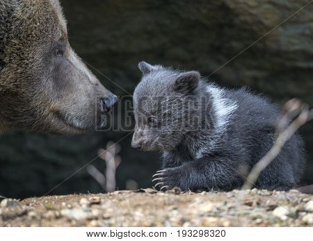 brown bear - mother and cub close up in natue