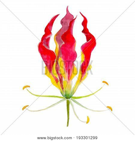 Lily gloriosa flower isolated on white background watercolor hand drawn illustration.