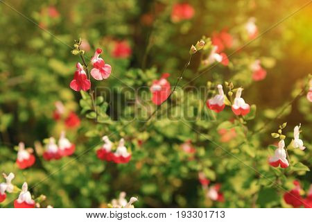 Bright red and white flowers of Salvia microphylla Hot Lips cultivar of the mint family famous add to the garden flowerbed in spring and summer.