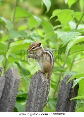 Chipmunk