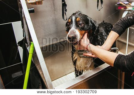 washing Berner Sennenhund in front of haircut professional hairdresser. dog wash before shearing