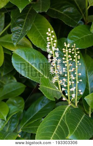 Cherry Laurel Flowers And Leaves. Common Hedging Plant.