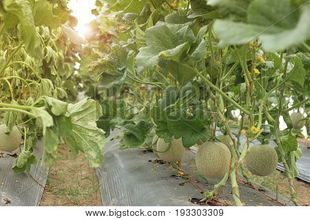 Melon fruit on plant in organic farm.