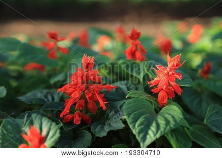 Bunch of red Salvia flowers in flowerbed.