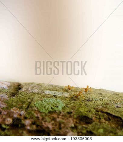 Closeup three ant walk on the tree