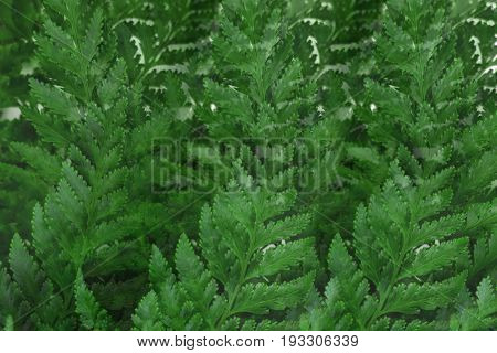 Abstract overlay background of green fern leaf.
